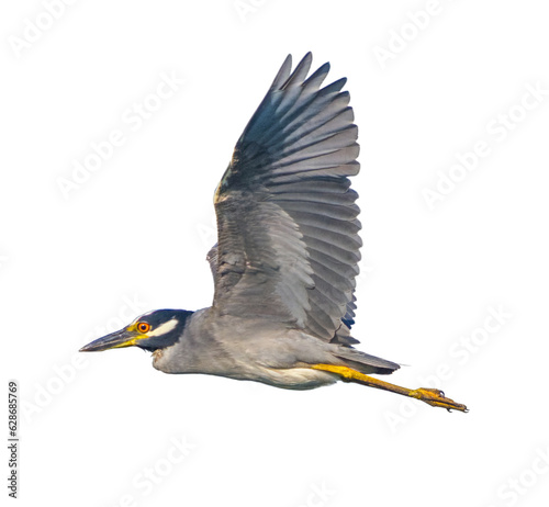 yellow crowned night heron - Nyctanassa violacea - In flight, flying with wings up view of feather detail under wing and eye, head, beak.  Isolated cutout stock photo on white background