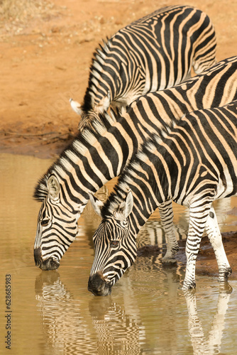 Plains Zebra drinking water at a waterhole, Pilanesberg National Park