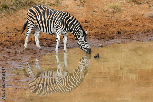 Plains Zebra drinking water at a waterhole  Pilanesberg National Park