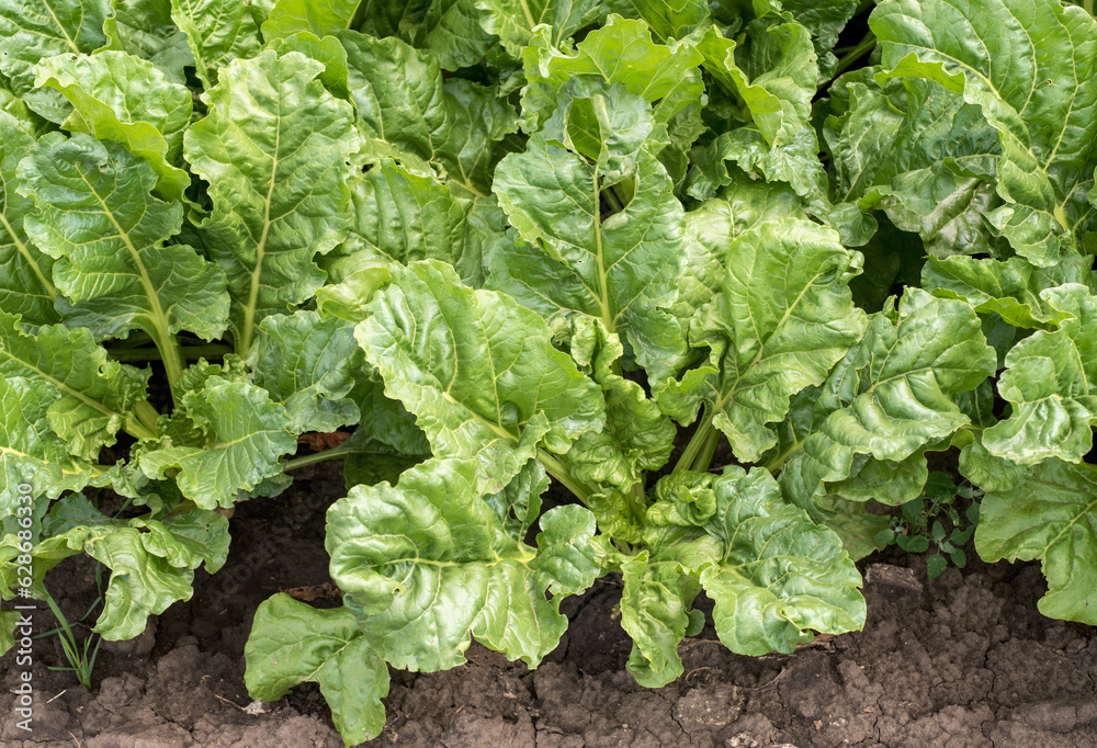 fresh saturated green leaves of sugar beet close-up fresh saturated green leaves of sugar beet close-up