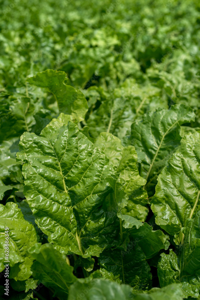 fresh saturated and shiny green leaves of sugar beet close-up fresh saturated and shiny green leaves of sugar beet close-up