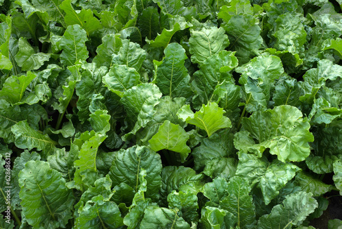 fresh shiny green sugar beet leaves close-up, top view