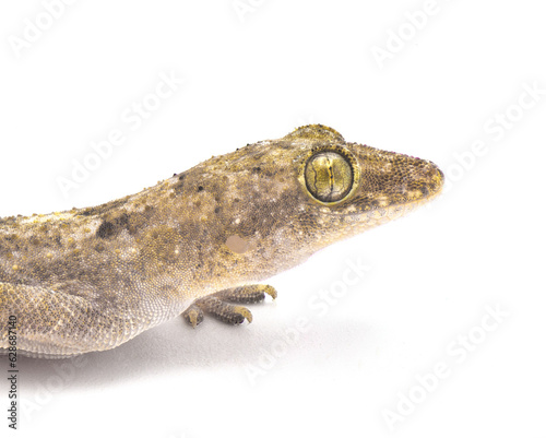 tropical, Afro American or cosmopolitan house gecko - Hemidactylus mabouia - a common parthenogenic lizard that has spread throughout the world.  Isolated on white background head and eye close up