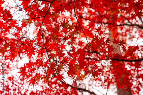 紅葉・テクスチャ