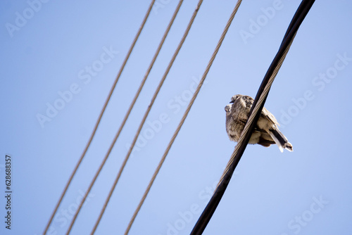 Pareja de aves