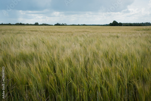Grain price, wheat shortage and food crisis concept. Russian-Ukrainian grain deal.
