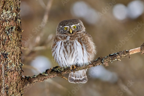 Eurasian pygmy owl (Glaucidium passerinum) in natural habitat