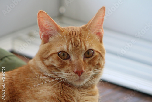 Ginger cat face closeup. 