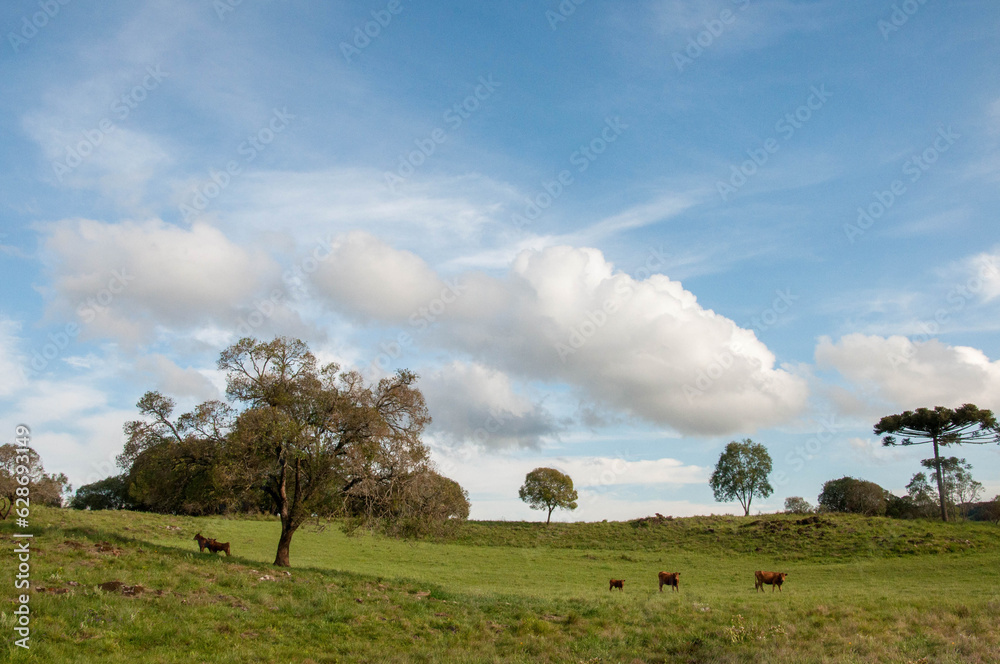 landscape with a tree and cows