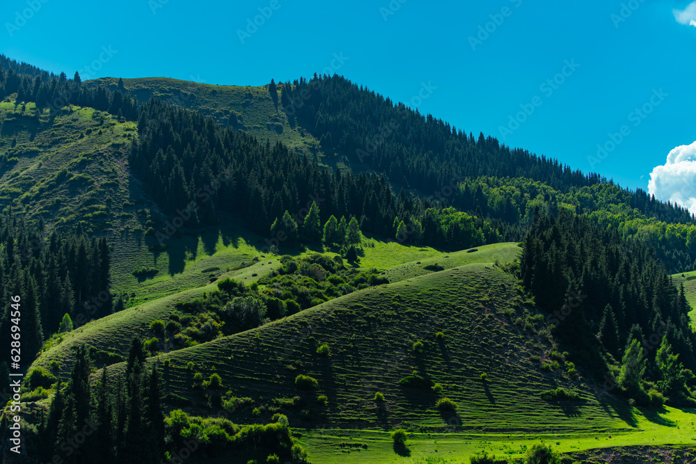 Picturesque mountain landscape with green hills and fir trees