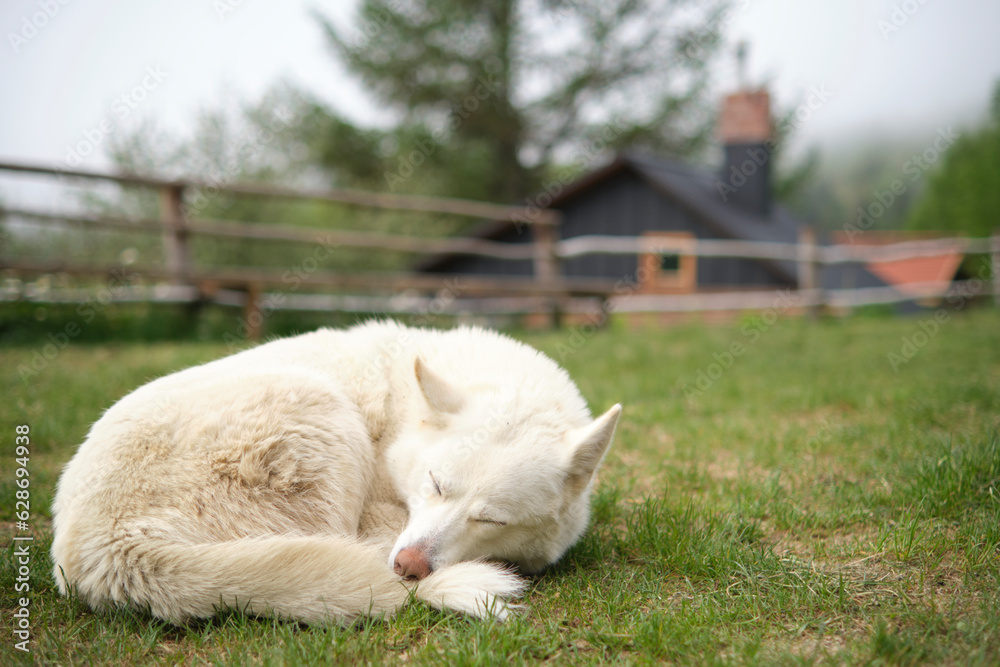 A white dog rests on a green lawn. In the background is a house in nature A white dog rests on a green lawn. In the background is a house in nature