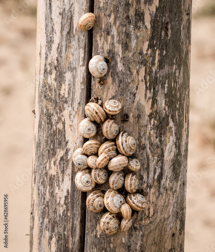 Dünenschnecken