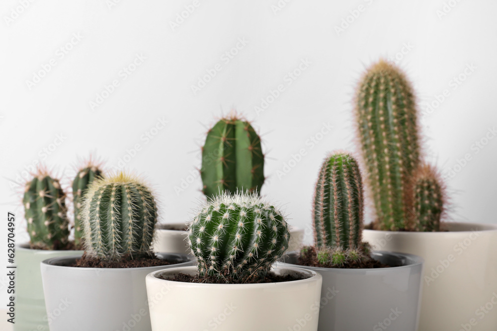 Different cacti in pots on white background Different cacti in pots on white background