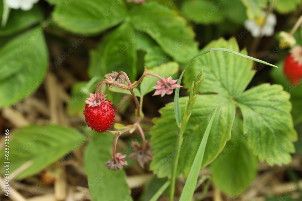 Ripe wild strawberry growing outdoors. Seasonal berries Ripe wild strawberry growing outdoors. Seasonal berries