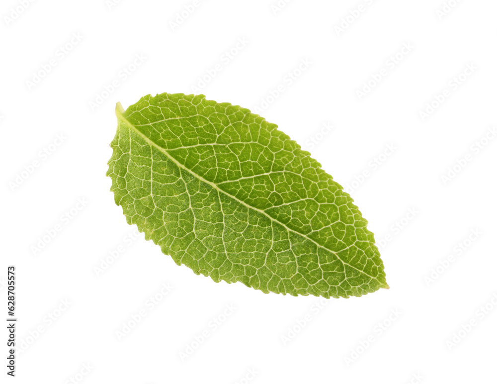 Fototapeta premium One green bilberry leaf isolated on white, top view