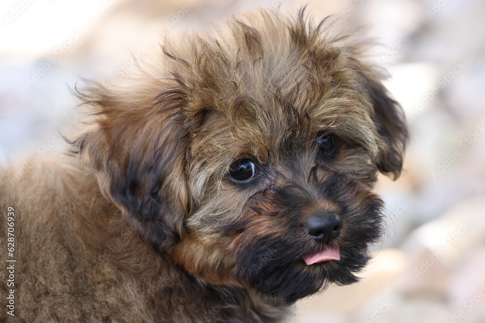 Portrait of a puppy sticking her tongue out