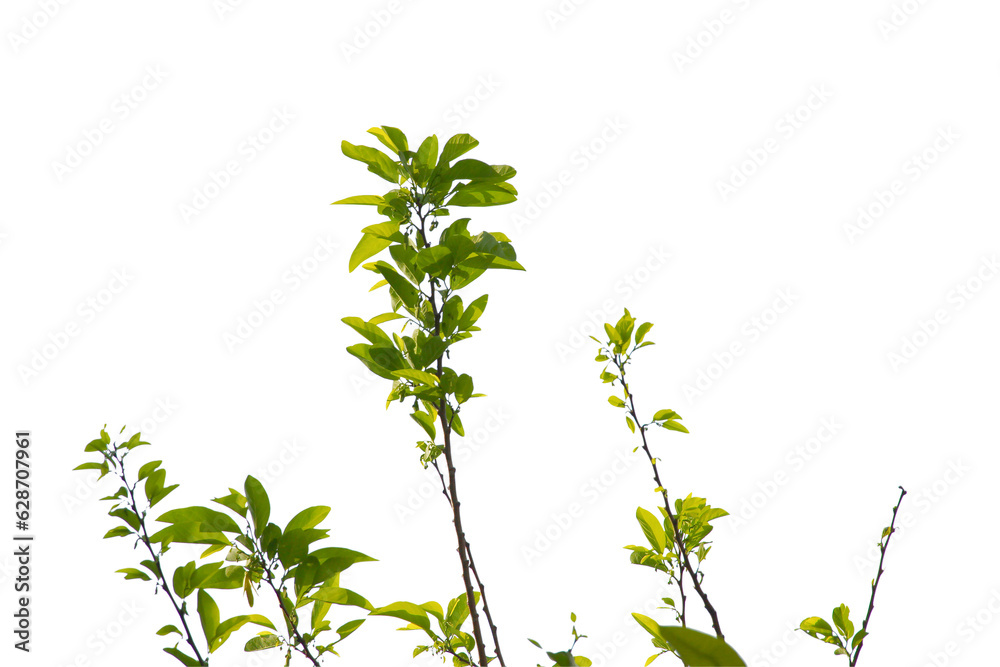 Green leaf or branch isolated on white background. Green leaf or branch isolated on white background.