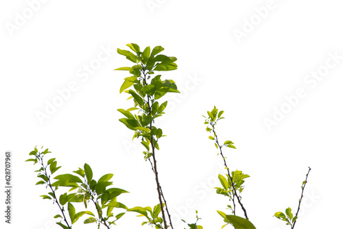 Green leaf or branch isolated on white background.