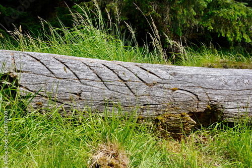 Historic Totem Poles at Skedans, Haida Gwaii, BC, Canada photo