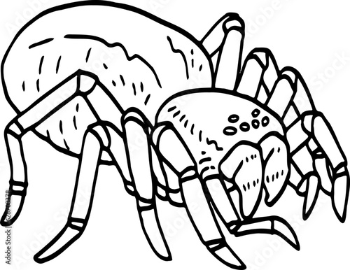 hand drawn spider illustration.