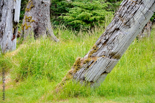 Historic Totem Poles at Skedans, Haida Gwaii, BC, Canada photo