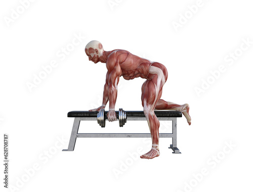 Muscle anatomy of man performing workout exercises using dumbbells and barbell