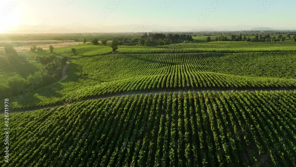 Vineyards in aerial drone video over a vineyards in an amazing Chilean landscape, Sunset Vineyards in aerial drone video over a vineyards in an amazing Chilean landscape, Sunset