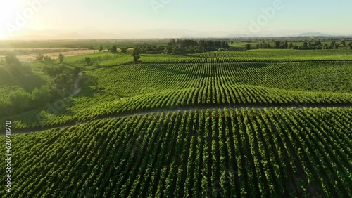 Vineyards in aerial drone video over a vineyards in an amazing Chilean landscape, Sunset