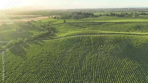 Vineyards in aerial drone video over a vineyards in an amazing Chilean landscape, Sunset