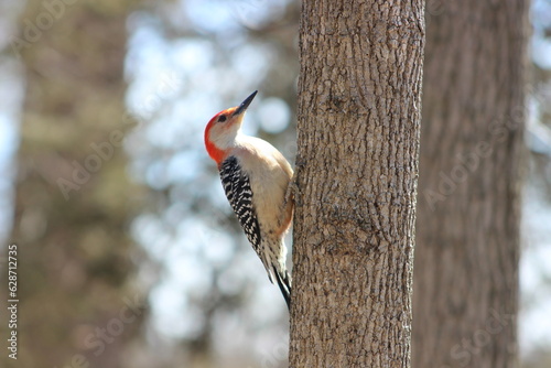 woodpecker on tree