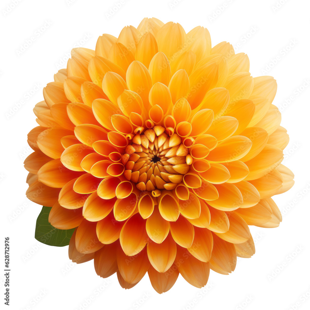 orange dahlia flower isolated on transparent background cutout orange dahlia flower isolated on transparent background cutout