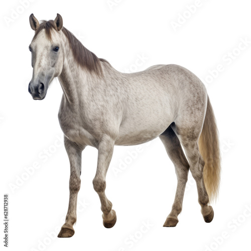 horse isolated on transparent background cutout © Papugrat