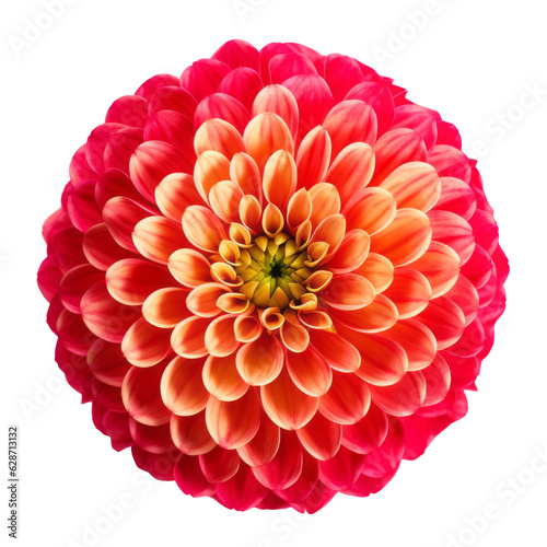 Fototapeta red flower isolated on transparent background cutout