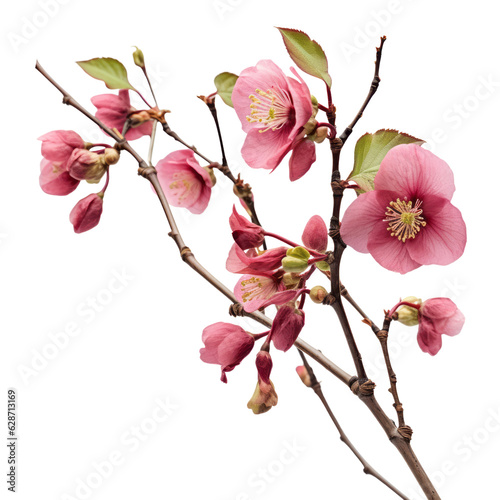 pink cherry blossom flower isolated on transparent background cutout