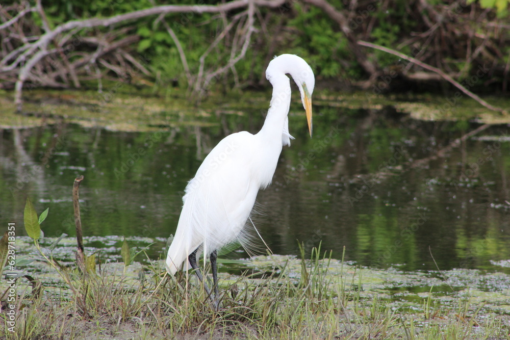 White egret resting on the banks of a swamp White egret resting on the banks of a swamp