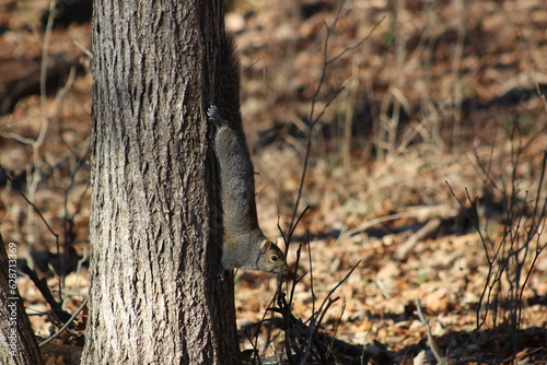 squirrel on tree trunk in the forest