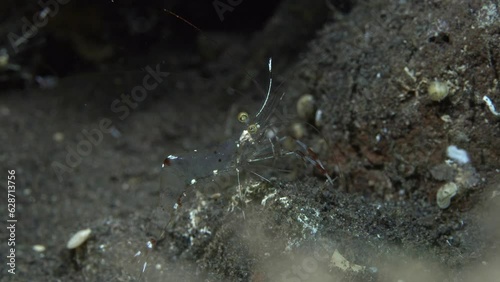 A transparent shrimp sits on a stone that lies on the bottom of the sea, swaying from side to side.
Cave cleaner shrimp (Urocaridella pulchella) Indo-West Pacific, 2,4 cm. ID: white line on rostrum. photo