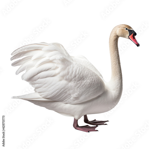 Fototapeta Naklejka Na Ścianę i Meble -  white swan isolated on transparent background cutout