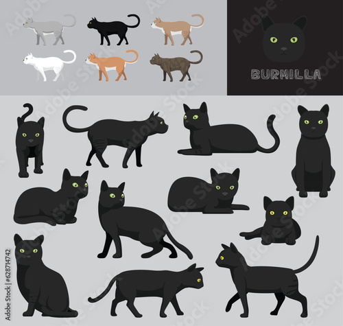 Cat Burmilla Black Coat Cartoon Vector Illustration Color Variation Set