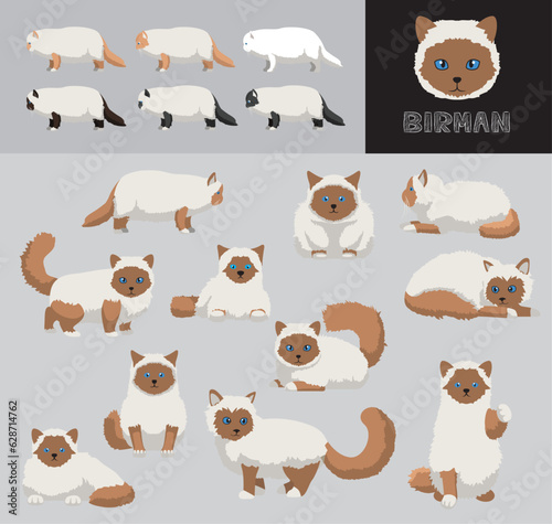 Fototapeta Naklejka Na Ścianę i Meble -  Cat Birman Brown Coat Cartoon Vector Illustration Color Variation Set