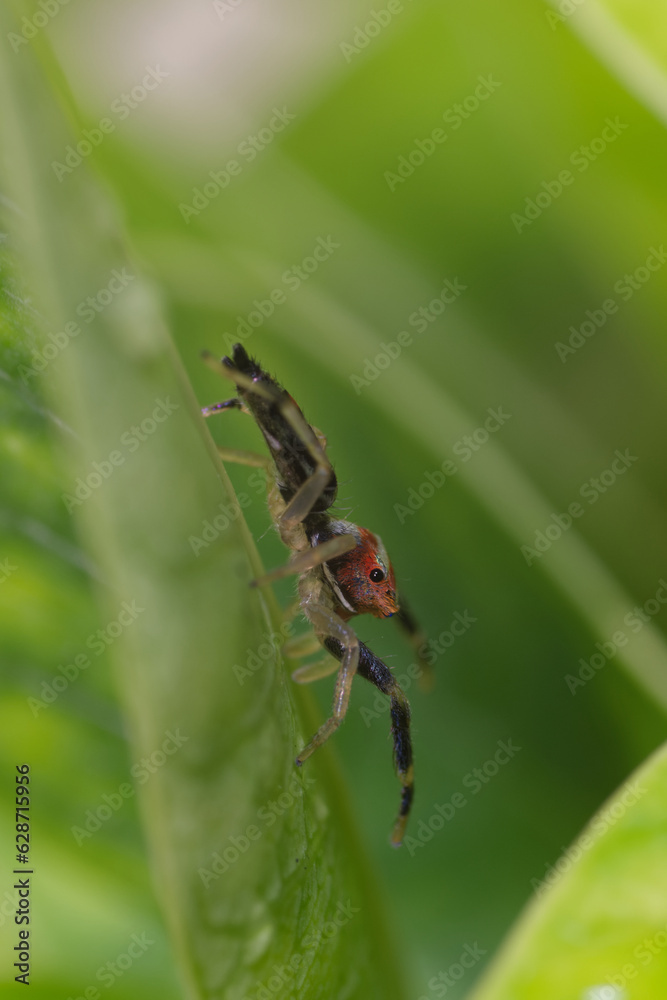 Close up of a spider