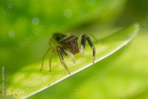 Close up of a spider