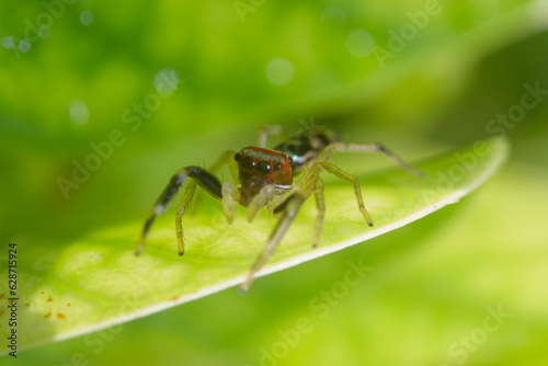 Close up of a spider