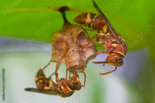 Close up of a wasp guarding its nest