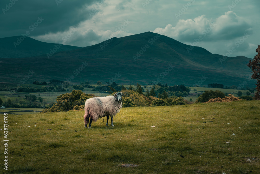 A sheep wandering on the meadow in the Lake District in overcast days