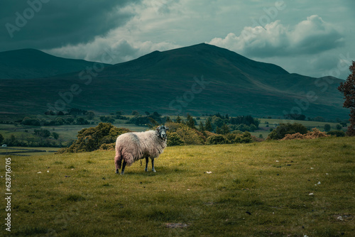 A sheep wandering on the meadow in the Lake District in overcast days