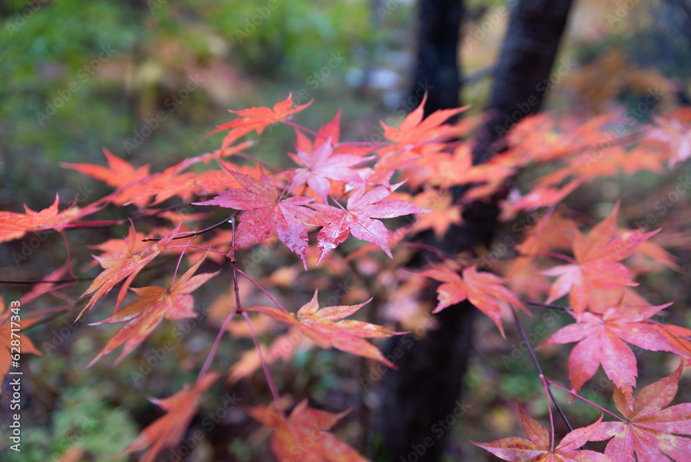 雨の日に観る大沼湖畔の紅葉 雨の日に観る大沼湖畔の紅葉