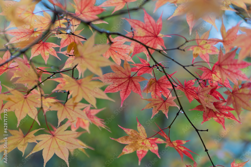 雨の日に観る大沼湖畔の紅葉