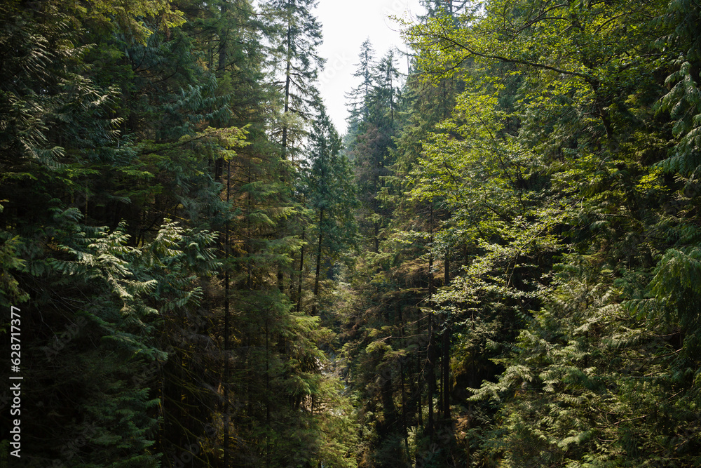 Obraz premium A gorge surrounded by tall trees in a mountains. Natural background. Travel and tourism concept image, selective focus.