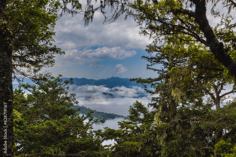 Obraz premium Through the trees of the forest, a picturesque view of Taiwan's landscape unfolds. The image captures the beauty of nature, with rolling hills, vibrant greenery, and a glimpse of a serene river